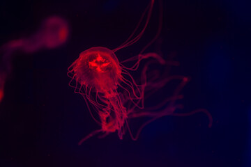 A glowing jellyfish gracefully floats in dark waters showcasing its vibrant colors