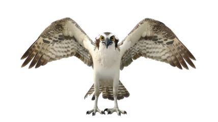 Aggressive Bird of Osprey (Eagle) Character Isolated on Png Background.