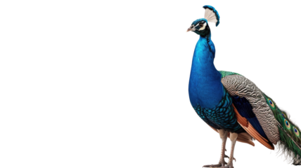Beautiful Peacock Isolated on Png Background.