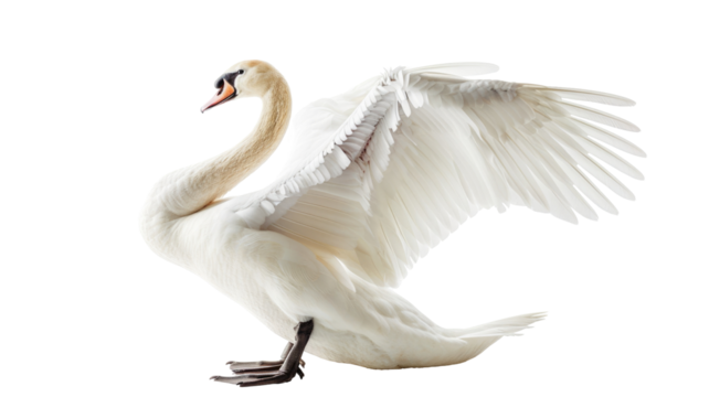 White Swan Character Isolated on Png Background.