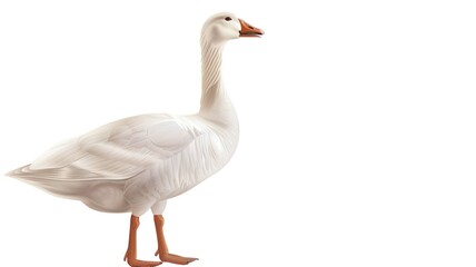 Fototapeta premium White Duck Isolated on Png Background.