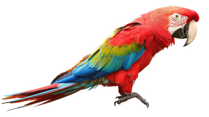 Fototapeta premium Macaw Parrot Isolated on Png Background.