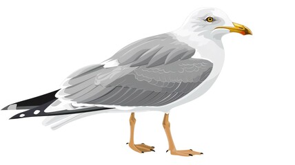 Fototapeta premium Seagull Bird Character Isolated on Png Background.