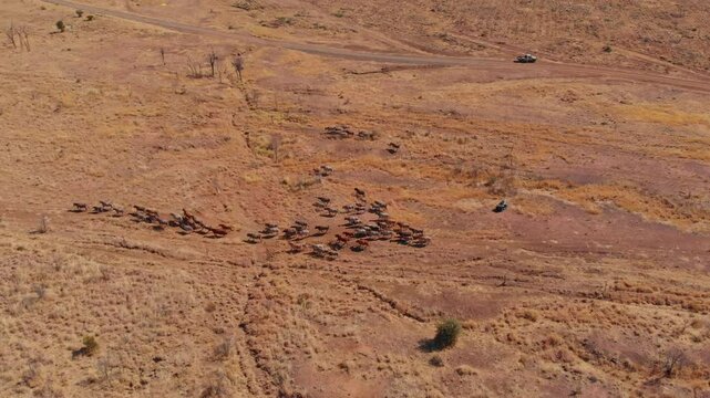 Aerial view of cattle mustering in the dry outback with a quad bike and herd, Emerald, Queensland, Australia.