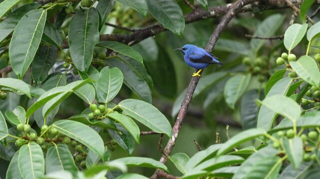Tropic wildlife. Blue tropic bird, close-up portrait. Shining Honeycreeper, Cyanerpes lucidus, wildlife from Costa Rica. Beautiful exotic forerst blue bird with yellow legs,  Central America.