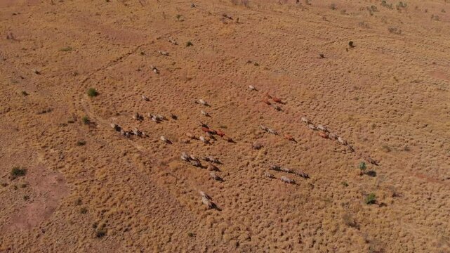 Aerial view of a herd of cattle running across dry bushland in the outback, Emerald, Queensland, Australia.