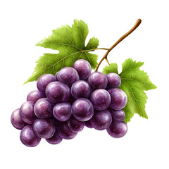 Fototapeta premium Fresh bunch of purple grapes with green leaves, cut out transparent