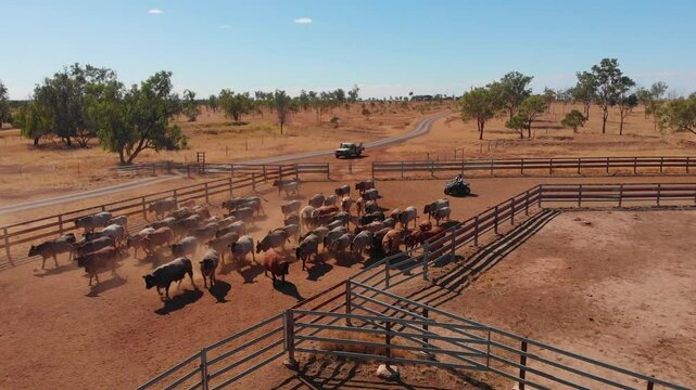 Aerial view of a vast dry outback with cattle herds and a quad vehicle in the yard, Emerald, Queensland, Australia.