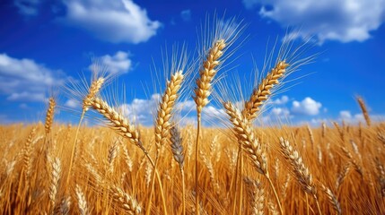 Fototapeta premium A field of wheat swaying in the wind under a bright blue sky, symbolizing abundance and nature's cycle