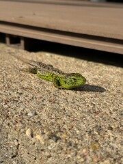 green lizard 