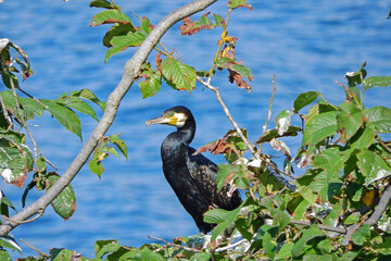 Black Great Cormorant bird on the seashore