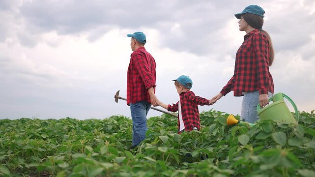 A family of three walks through a soybean field. Farmer farm agriculture concept. Family farmers working on soybeans in the field. Family farmers working on soybeans in a lifestyle field walking.