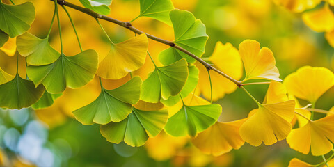 Yellow and green ginkgo leaves create a vibrant natural background , nature, ginkgo, leaves, yellow, green, background