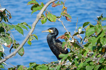 Black Great Cormorant bird on the seashore