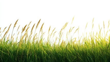 A serene view of tall grass swaying gently in the breeze against a bright, soft background, evoking tranquility and nature.