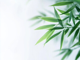 Bamboo Leaves on Soft Green Background