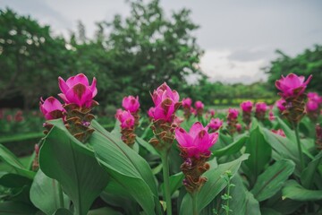 Close-up of vibrant pink flowers blooming in a green garden