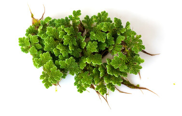 Green Azolla microphylla on white background. Used as an ingredient in animal feed and as green manure as a nutrient for plants.
