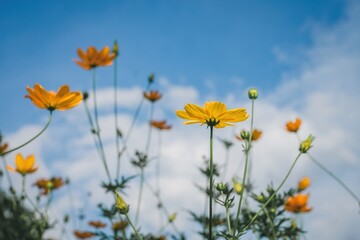 Fototapeta premium Low angle view of yellow flowers against a clear blue sky