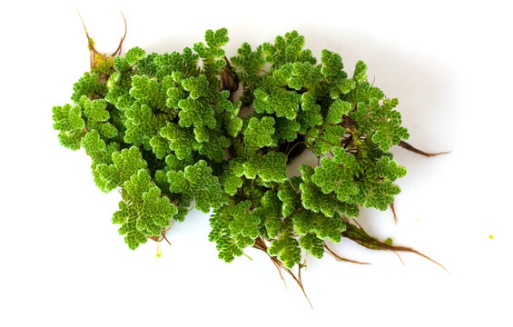 Green Azolla microphylla on white background. Used as an ingredient in animal feed and as green manure as a nutrient for plants.