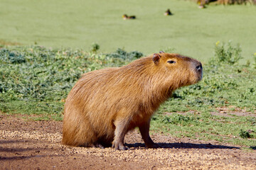 Portrait of a capybara rodent or also known as capybara in South America. Scientific name...