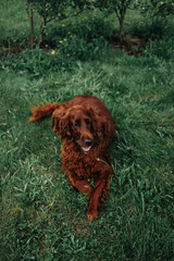 Tired unhappy brown Irish Setter dog lies on the grass in a summer park. 