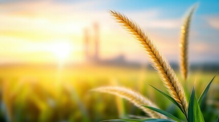 Obraz premium Golden wheat field at sunrise with distant industrial plant. Generative ai
