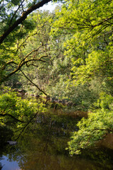Obraz premium Rivière La Vonne, Ménigoute, Deux Sèvres, 79, France