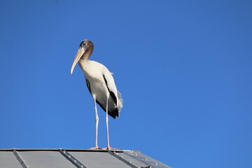 wood stork juvenile bird on a rooftop with a blue sky and long legs