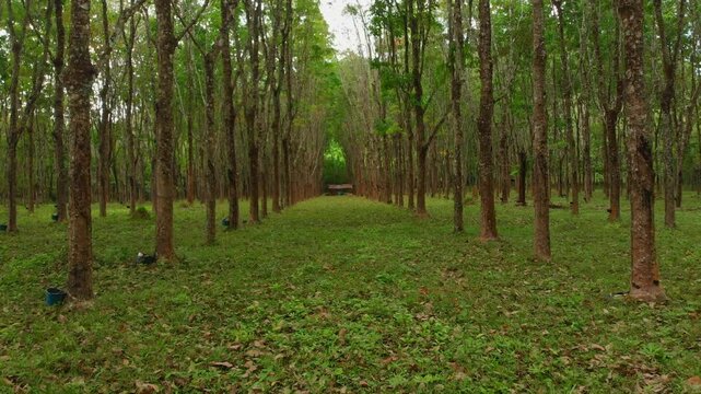 Aerial view of lush rubber tree plantation and serene forest with a tranquil pathway, Ko Yao Noi, Thailand.