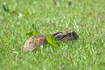 Obraz premium Lièvre d'Europe, Lièvre brun, Lepus europaeus