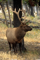 Cerf du Canada, Wapiti, Cervus canadensis, Parc national du Yelowstone, USA