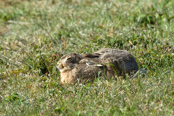 Lièvre d'Europe, Lièvre brun, Lepus europaeus