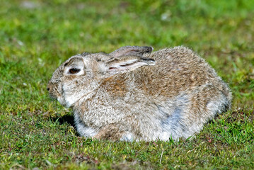 Lièvre d'Europe, Lièvre brun, Lepus europaeus