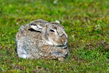 Lièvre d'Europe, Lièvre brun, Lepus europaeus