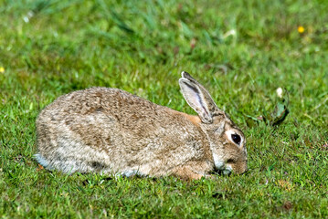 Lièvre d'Europe, Lièvre brun, Lepus europaeus