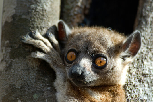 L&eacute;pil&eacute;mur &agrave; pattes blanches, Lepilemur leucopus, Madagascar