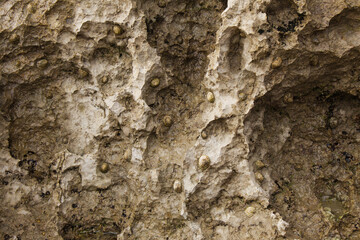 Fauna of Atlantic ocean, Cantabria - limpet on an eroded rock