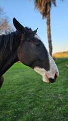 Caballo de cerca en el campo