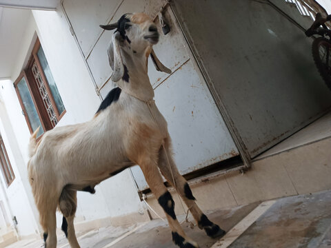 Jamnapari Goat Standing on Its Hind Legs