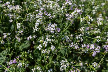oilseed radish grows in the field
