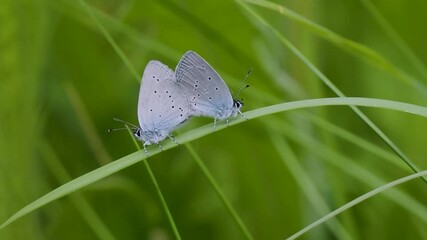 Small Blue Butterflies Mating on a Grass Stem