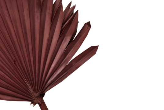 Frame Dried red palm leaves spread all over