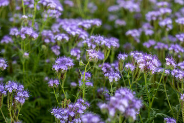 The field is blooming phacelia - a special honey plant for bees