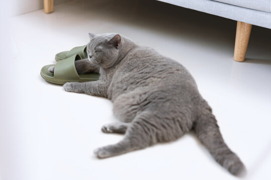 A British Shorthair cat is playfully putting its paws into the owner's slippers. The fluffy cat looks curious and amused, creating a charming and funny scene. The soft slippers make the sight cuter