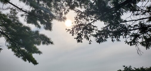 Obraz premium Sunlight Through the Trees