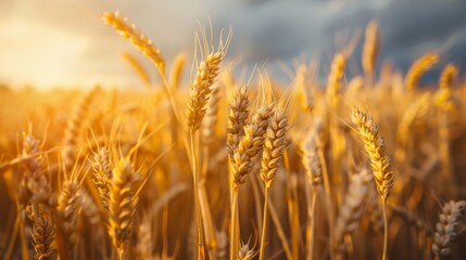 Fototapeta premium wheat field