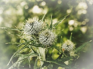 Thistle, plant, 