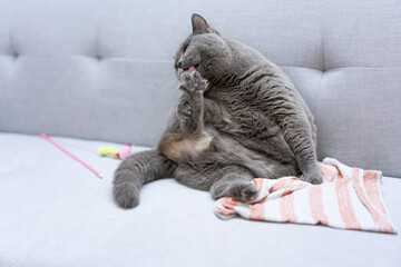 A British Shorthair cat sits lazily on the sofa, licking its fur. Nearby, a few toys and a towel...