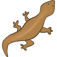 Lizard and Gecko
